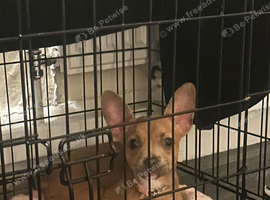 Female chihuahua cross French bulldog