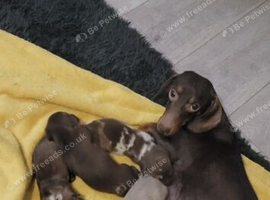 Beautiful daschund puppies