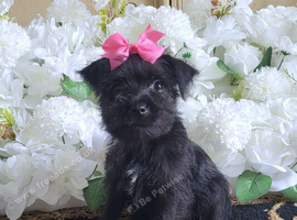 Yorkshire terrier yorkie puppies