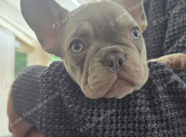Beautiful French bulldog puppies