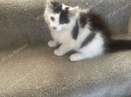 Baby kitten
