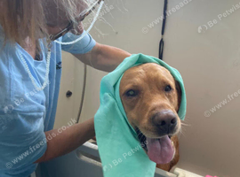 Dog walking and Affordable Dog grooming