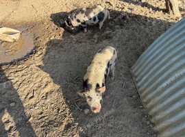 Kune kune pig boars. X 2.