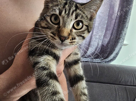 Female for adoption