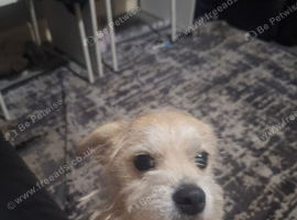 7 month old jackapoo