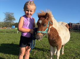 Colt for sale upon weaning next month