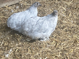 Lavender Pekin bantams for sale