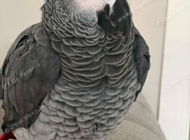 Loving home available