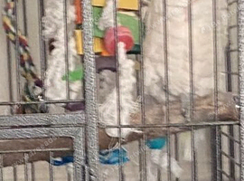 Cockatoo (unfamiliar with breed but possibly a bore eyed