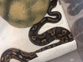 Baby royal python