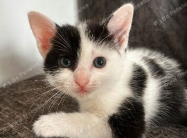 Kittens looking for forever homes