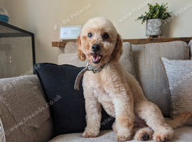 Male apricot mini poodle