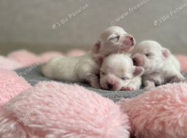 Beautiful KC reg.Maltese puppies