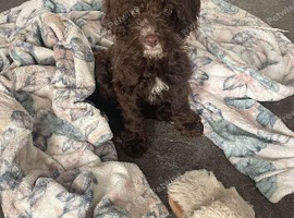 6 beautiful puppies
