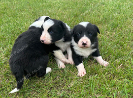 border collie pups both parents ISDS registered