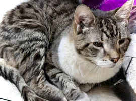 Lovely Tabby Cat