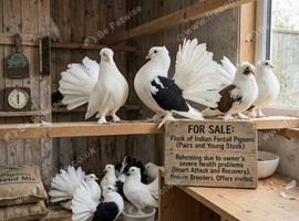 Indian fantails for sale