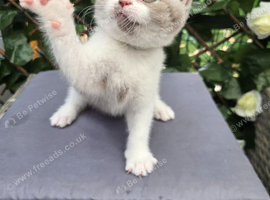 Full Britishshort kittens 1 boy 1 girl ready now