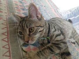 Kitten