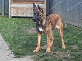 Belgian shepherd