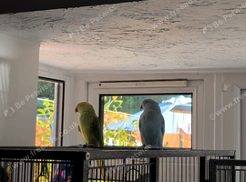 Two female ringnecks