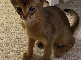 Adorable Abyssinian Kitten - Playful + Smart - $350