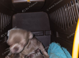 Lilac chihuahua puppies