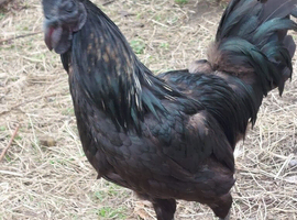 2 ayam cermani hybrid roosters