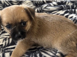 Jug puppy for sale