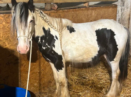 2 year old cob colt