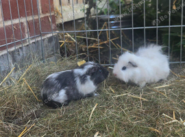 Pair of bonded texel cross guinea pig baby boars.