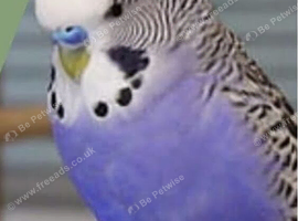 Two gorgeous pair of budgies