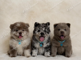Outstanding exotic colour chow chow puppies for sale