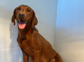 Foxred Health Tested Labrador puppies