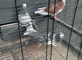 Young rollers for sale