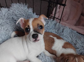 Beautiful 9 week old girl jugs