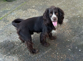 Male cockerspaniel