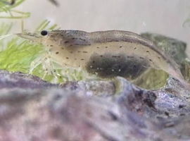 8x Breeding Adult Amano Shrimp