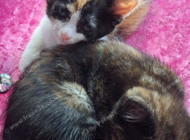 2 kittens  8 weeks ready for rehomoing