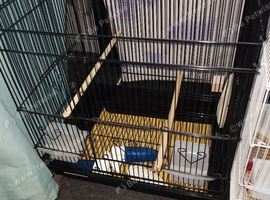 Budgies