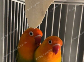 Two love birds