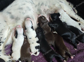 Sprocker puppies
