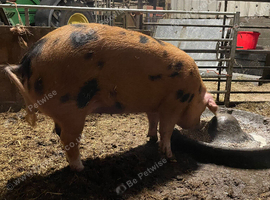 2 in-pig gilts