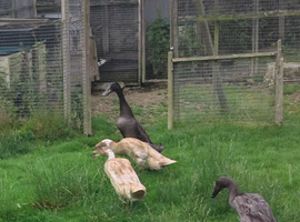 Pure Indian runner hatching eggs x6