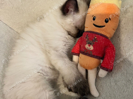 Adorable ragdoll kittens