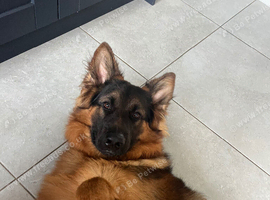 Bowser the  German shepherd