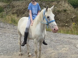 15hh gelding for sale