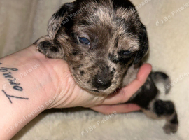 BEAUTIFUL JACK RUSSELL PUPPIES - LOOKING FOR THEIR FOREVER HOMES!