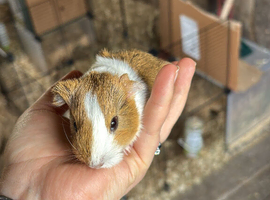 Baby Guinea Pig -  Boar