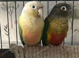Proven pair conures